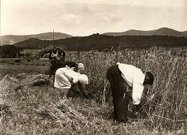 Segadores de 1950